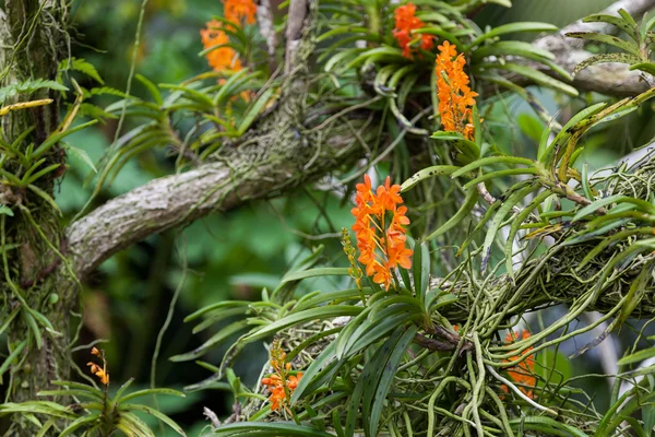 オレンジ蘭の木の成長 — ストック写真