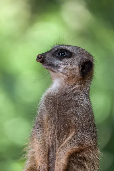 Тонкохвостый сурикат (Suricatta suricatta ) — стоковое фото