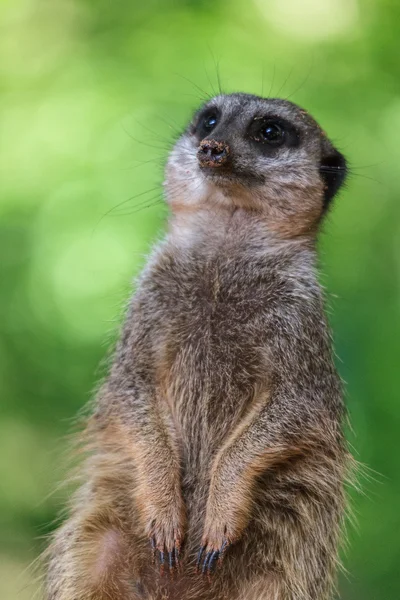 Meerkat de cola delgada (Suricatta suricatta ) —  Fotos de Stock
