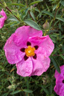 Cistus Purpureus