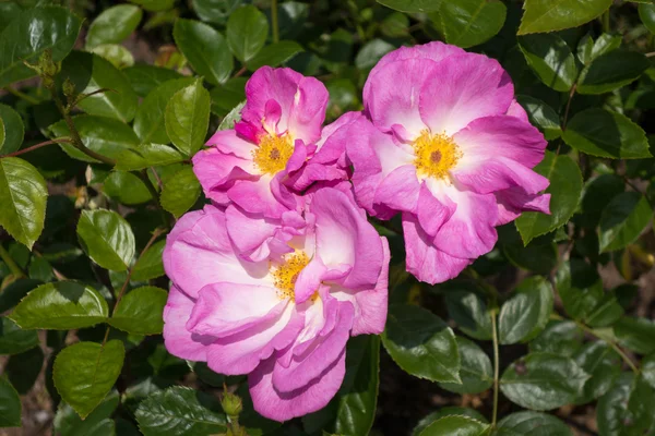 Cão Ornamental Cultivado Rosa — Fotografia de Stock