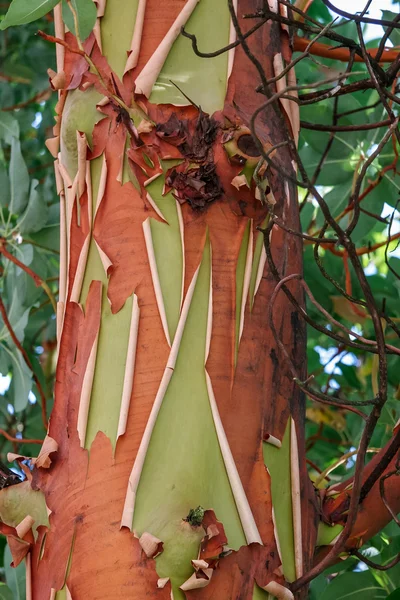 Pacifische Madrona-boom (Arbutus spar ) — Stockfoto