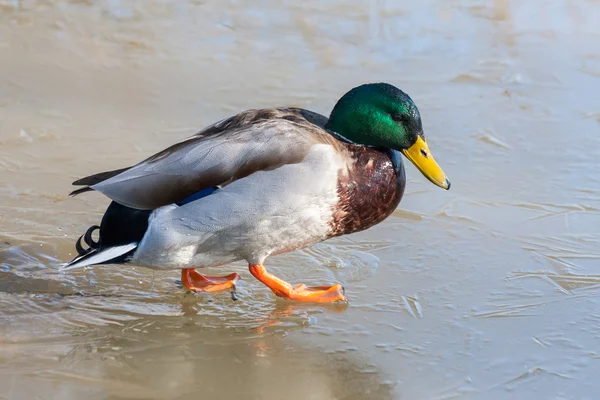 Mallard sur la glace à la réserve naturelle de Warnham — Photo