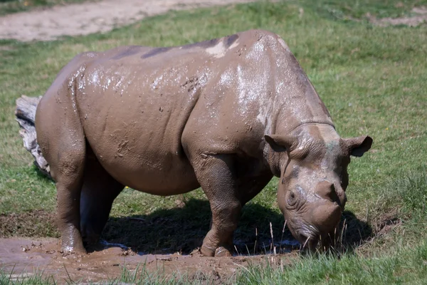 Носорог (Rhinocerotidae ) — стоковое фото