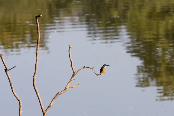 Rybak królewski (Alcedo wtym) — Zdjęcie stockowe