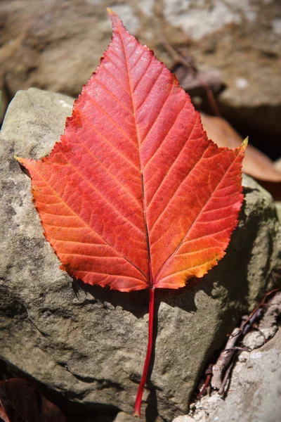 Close-up Acer rufinerve Snake-bark Maple leaf — Stock Photo, Image