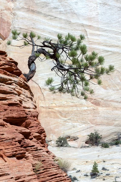 Verkümmerter Baum auf einem Felsvorsprung — Stockfoto