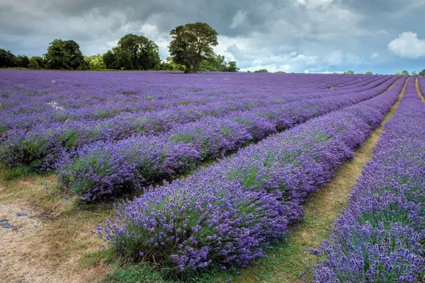 Lavender field in Banstead Surrey — Stock Photo, Image