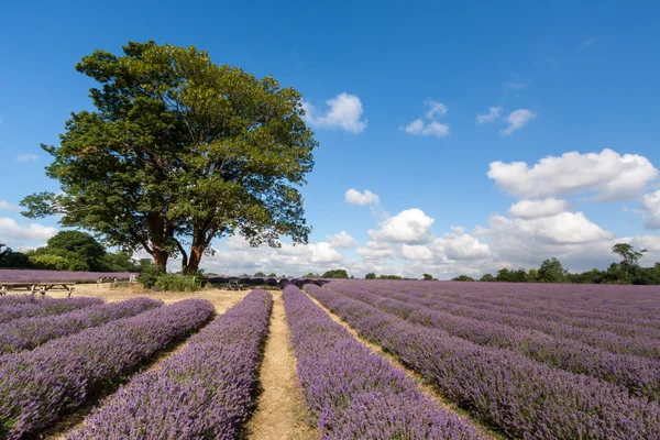 Lavender field — Stock Photo, Image