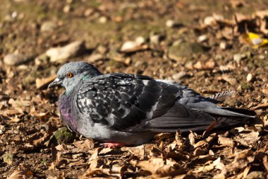 Yerde oturan güvercin Parco di Monza İtalya