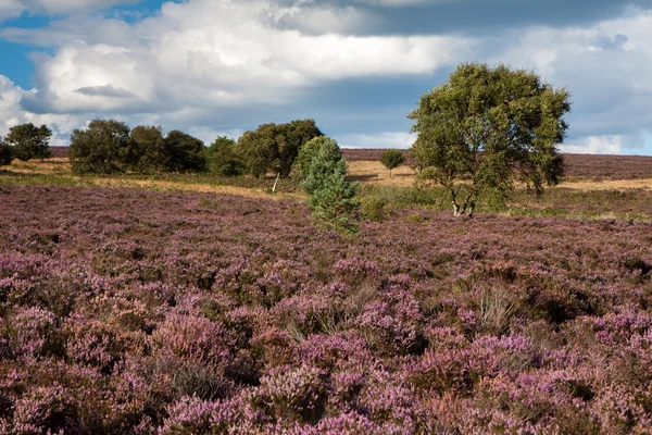 Heidefeld in der Nähe von Scarborough North yorkshire — Stockfoto