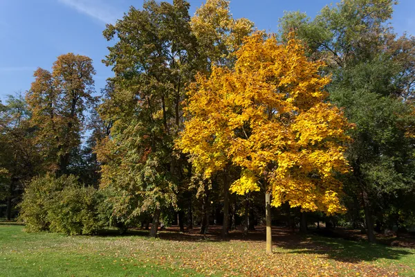 Scena autunnale nel Parco di Monza — Foto Stock