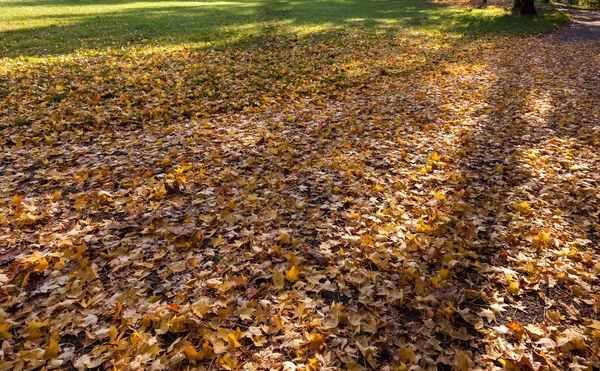 Листья самолета упали на землю — стоковое фото