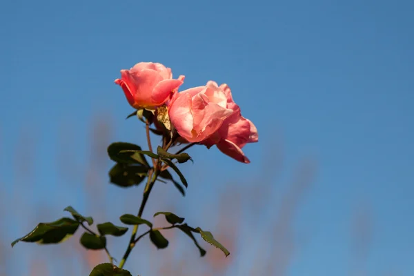 Rosa rosor i en trädgård i Mandello del Lario Italien — Stockfoto