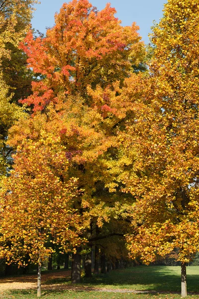 Herbstliche Farbtöne im Parco di Monza Italien — Stockfoto