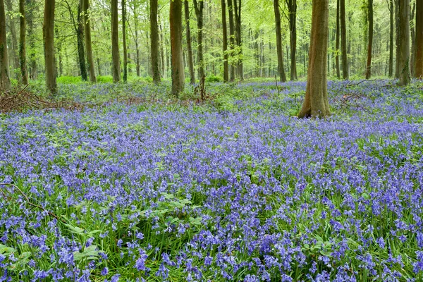 Blauglocken in den Wäldern von Wepham — Stockfoto