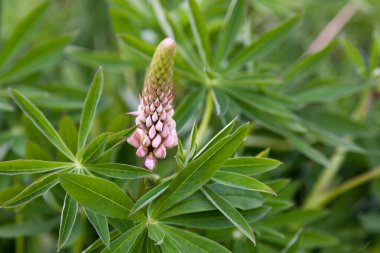 Vahşi Lupin (lupinus lerdeki)