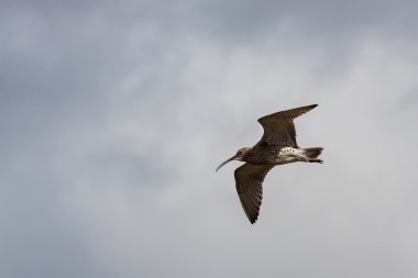 Avrasya Curlew (Numenius arquata)