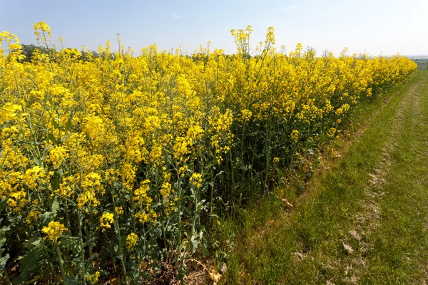 Vergewaltigung auf dem Land — Stockfoto