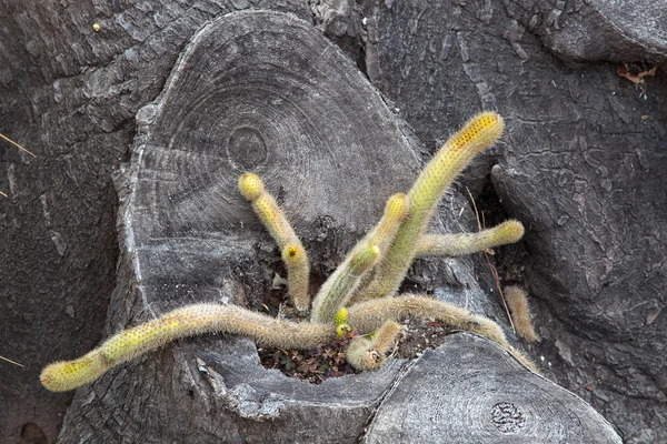 死んだ木トランクで育つサボテン — ストック写真
