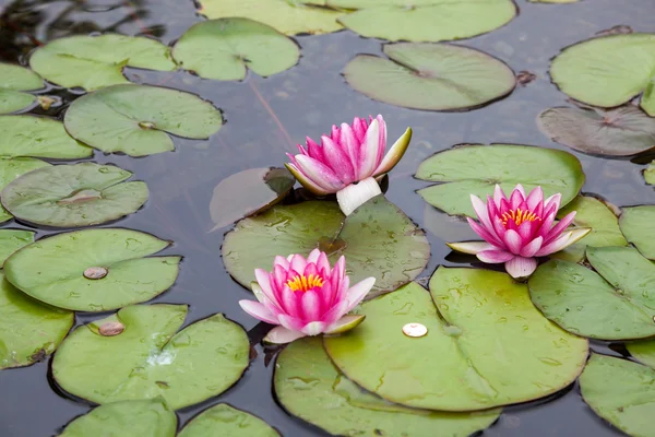 Water Lily (nymphaeaceae) — Stock Photo, Image