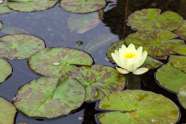 Water Lily (nymphaeaceae) — Stock Photo, Image