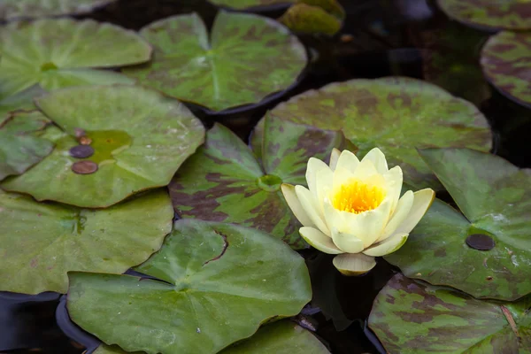 Water Lily (nymphaeaceae) — Stock Photo, Image