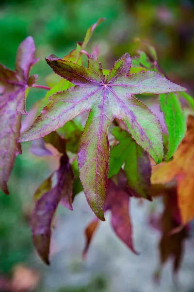 Folhas de Acer palmatum — Fotografia de Stock