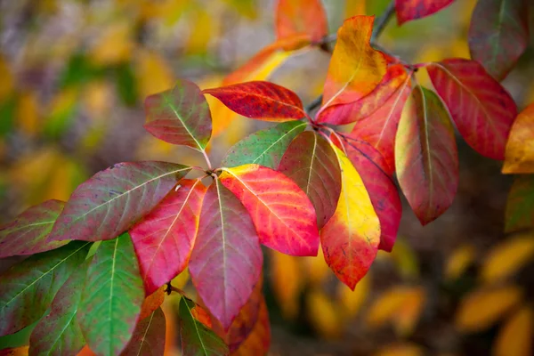 Autumn hues — Stock Photo, Image