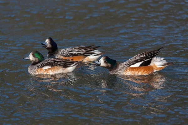 奇洛埃 wigeon （阿纳斯 sibilatrix) — 图库照片