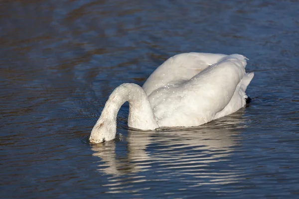 Whooper Лебедь Cygnus лебеде — стоковое фото