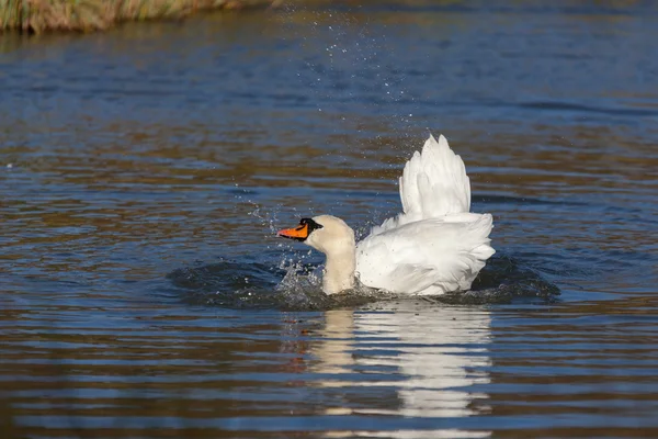 Doofstomme zwaan (Cygnus olor) — Stockfoto