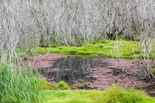 Červené řasy a mrtvé stromy para mokřadů — Stock fotografie