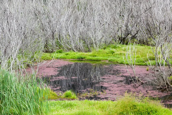 Alghe rosse e alberi morti Para zone umide — Foto Stock