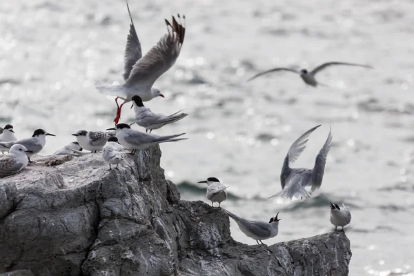 Tern de frente branca (Sterna striata ) — Fotografia de Stock