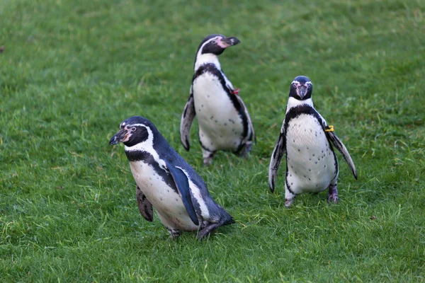 Pingouin de Humboldt (Spheniscus humboldti)) — Photo