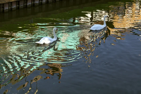 Höllische Schwäne schwimmen entlang des alten Flusses Nene — Stockfoto
