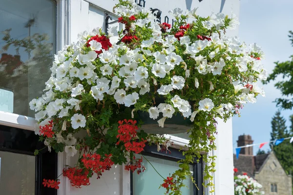 Ostgrinsen in Blüte — Stockfoto