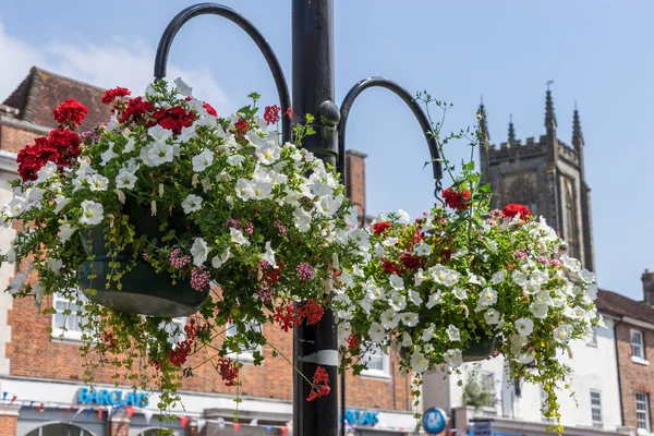 Ostgrinsen in Blüte — Stockfoto