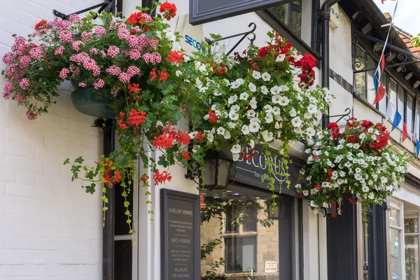 Ostgrinsen in Blüte — Stockfoto