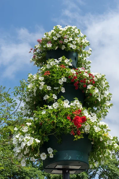 Leamington Spa v květu — Stock fotografie