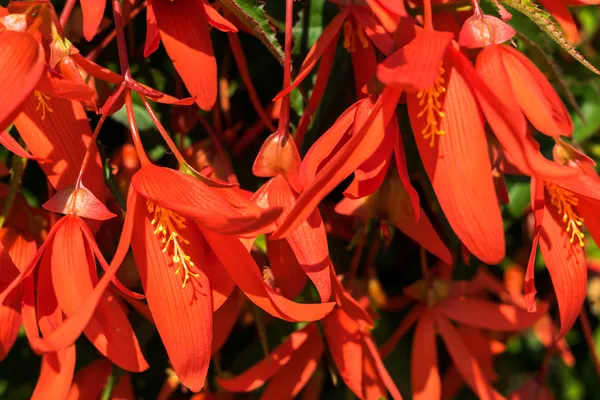 East Grinstead en Bloom — Foto de Stock