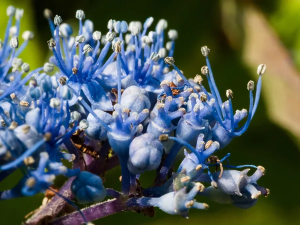 Zbliżenie: niebieska Hortensja — Zdjęcie stockowe