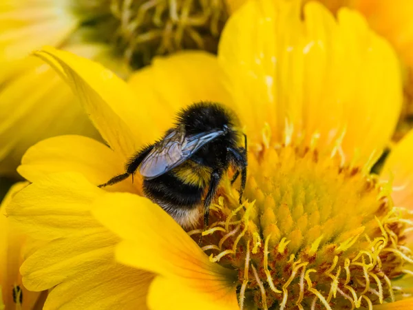 Abeja en flor de margarita amarilla — Foto de Stock