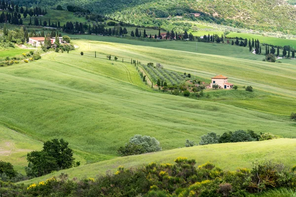 Val d 'Orcia toszkánai halgazdaság — Stock Fotó