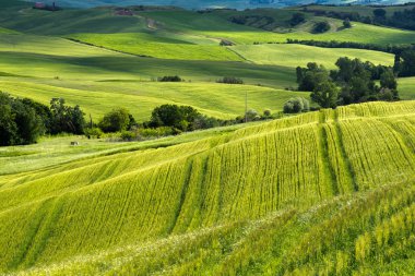 Val d 'Orcia Tuscany' deki tarım arazisi