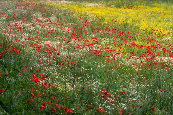 Un campo de flores de primavera en Castiglione del Lago Provincia de Pe — Foto de Stock