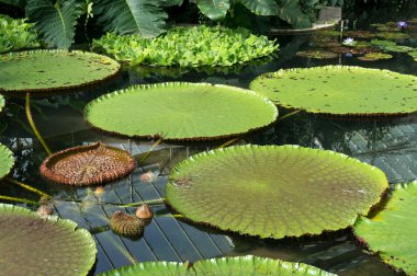 Lotus çiçeği (nelumbo nucifera)