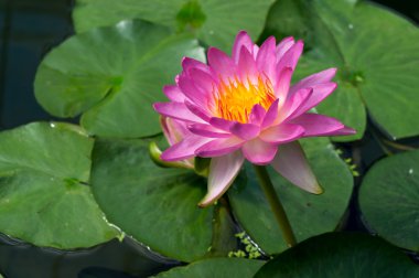 Lotus çiçeği (nelumbo nucifera)