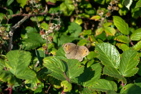 Коричневая бабочка (Felola jhellina)) — стоковое фото